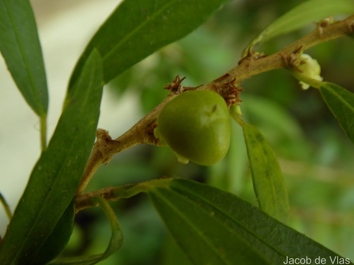 Rinorea decora (Trimen) Melch.